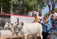 Congress candidate Paresh Dhanani Election Advt. in Bullockcart