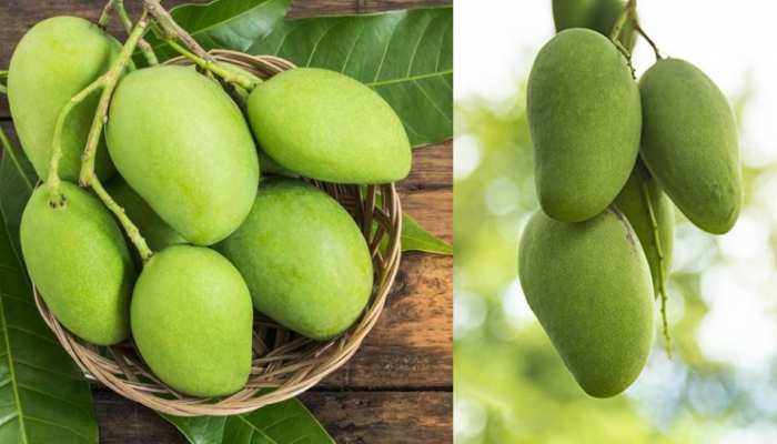 Raw Mangoes Benefits Consumption of raw mangoes is a panacea for many diseases.