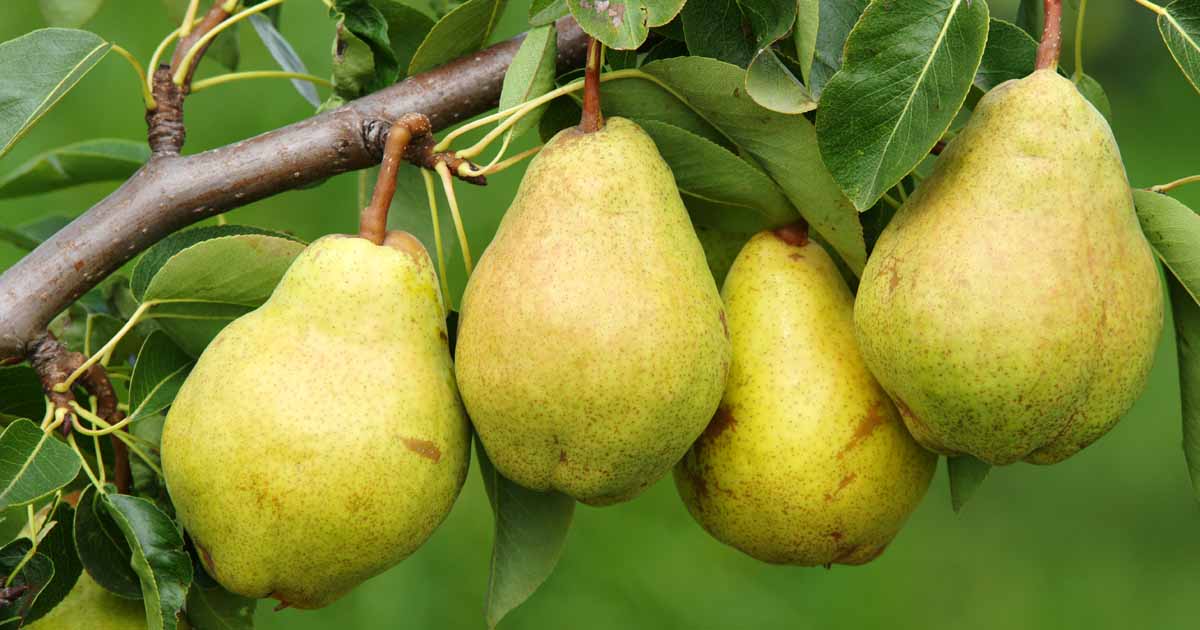 Make Tasty Dishes with Pear Fruit, Beneficial for Health
