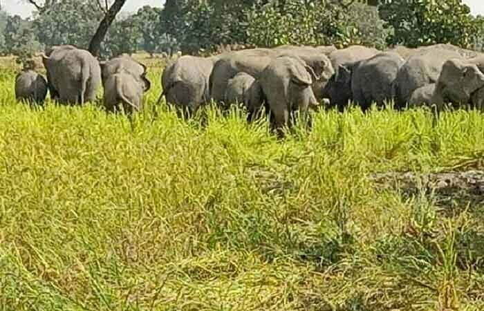 Lohardaga Wild Elephants