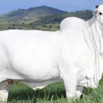 Viatina-19 FIV Mara Imoveis Nellore Breed Cow more expensive than a luxury building