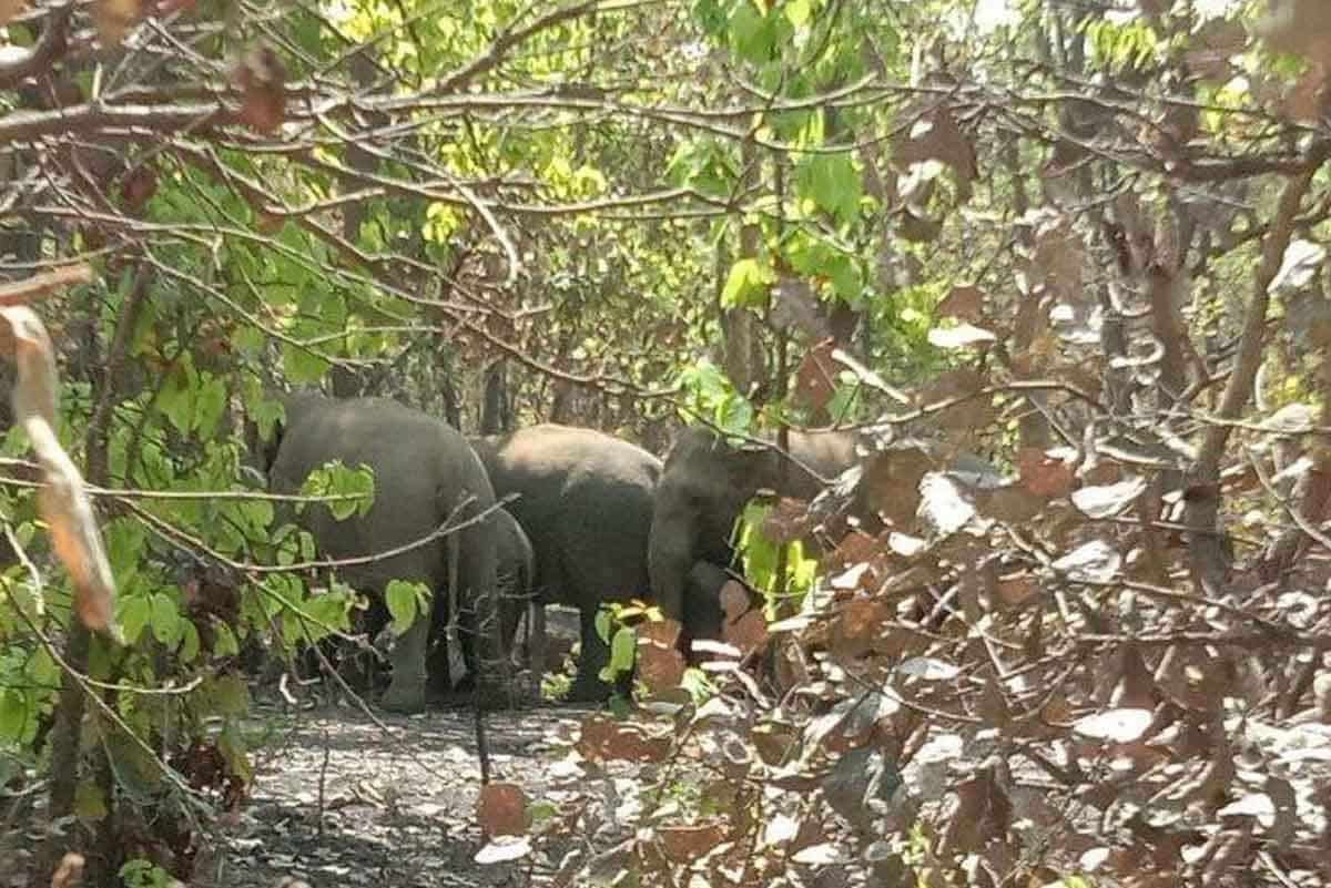 Koderma Herd of elephants reached Berhwa forest , destroying crops