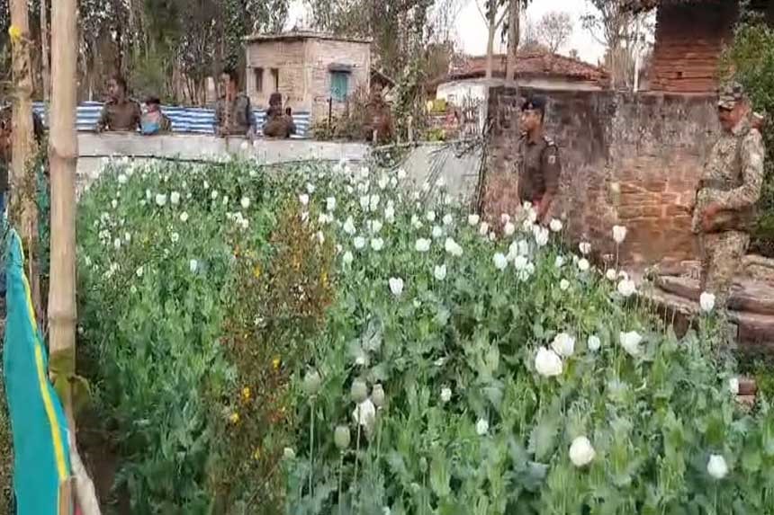 Dumka Opium Cultivation