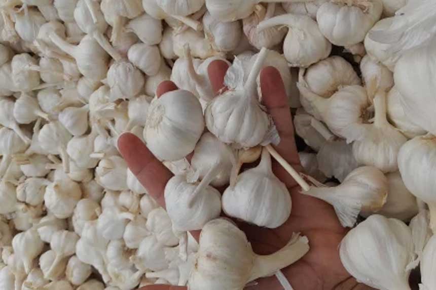 Price of Garlic