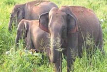 Elephant Terror in Simdega