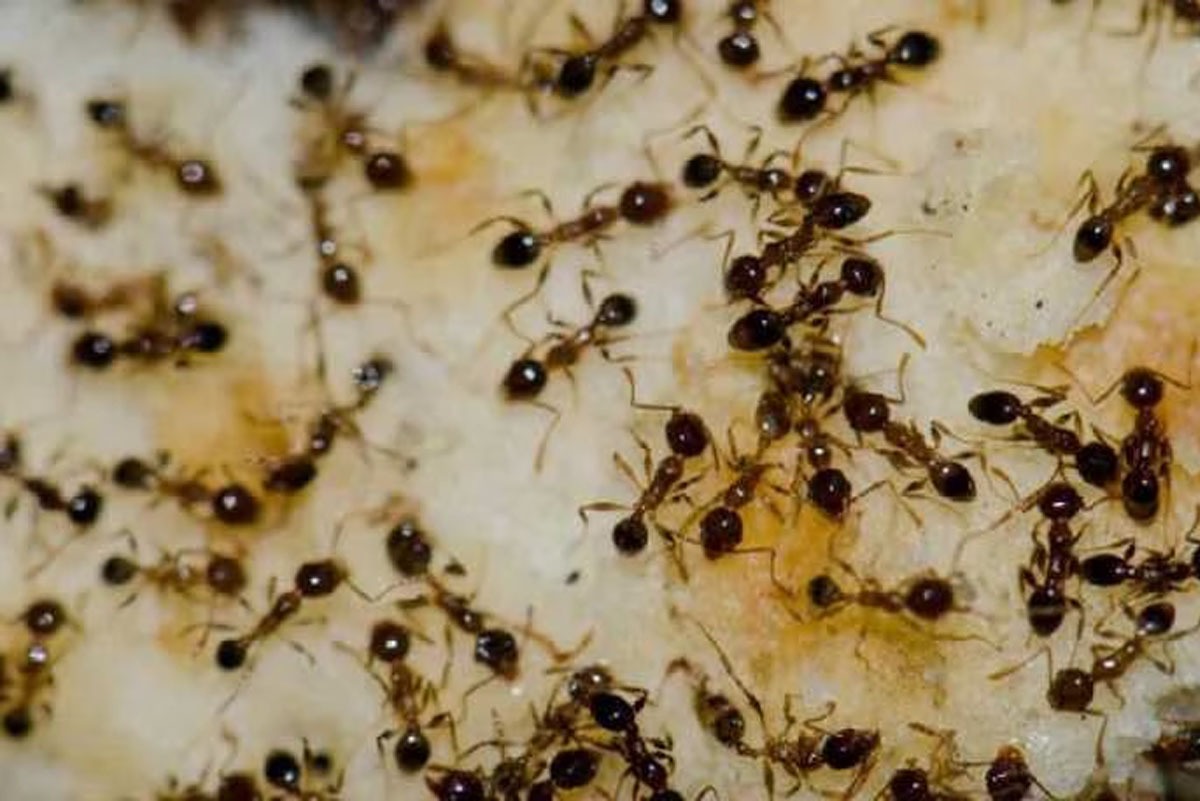 Home Remedy to Get Rid of Ants