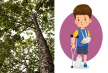 Boy Injured After Falling From Tree