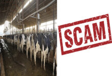 Dairy Farm Scam