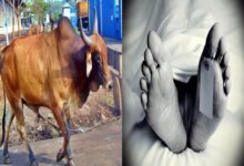 Latehar Person Injured by Bull Attack