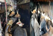 Passenger Bus Filled with 25 Cattle Seized