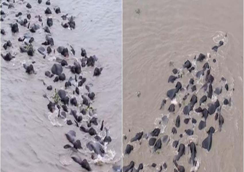A Herd of Elephants Seen Swimming