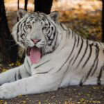 Ormanjhi Zoo Contains Many Wildlife Including white Tigress