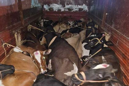 Truck carrying cattle going from Bihar to Bengal seized