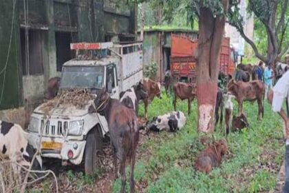 Two Trucks full of Cattle Seized
